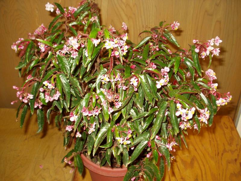 B. ‘Penny Lahn’